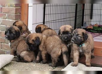 Leonberger Welpen mit Ahnentafel