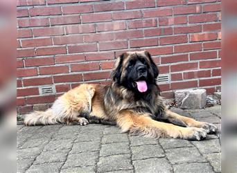 Leonberger Welpen mit Ahnentafel