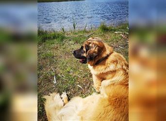 Leonberger Welpen mit Ahnentafel