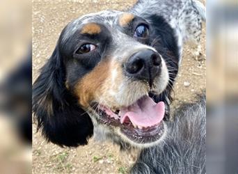 Lola - freundliche, menschenbezogene Setter-Mix-Hündin