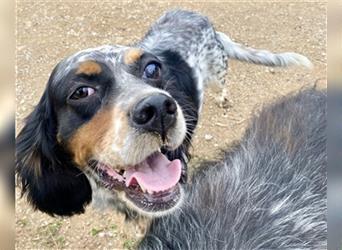 Lola - freundliche, menschenbezogene Setter-Mix-Hündin