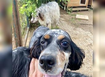 Lola - freundliche, menschenbezogene Setter-Mix-Hündin