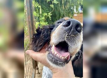 Lola - freundliche, menschenbezogene Setter-Mix-Hündin