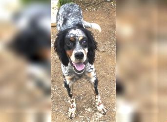 Lola - freundliche, menschenbezogene Setter-Mix-Hündin