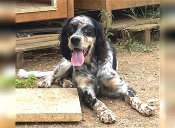 Lola - freundliche, menschenbezogene Setter-Mix-Hündin