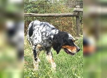 Lola - freundliche, menschenbezogene Setter-Mix-Hündin