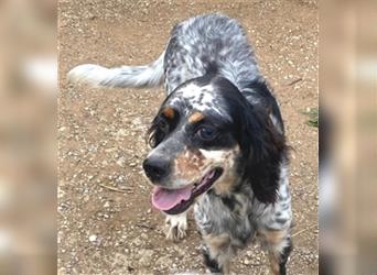 Lola - freundliche, menschenbezogene Setter-Mix-Hündin