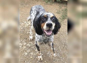 Lola - freundliche, menschenbezogene Setter-Mix-Hündin