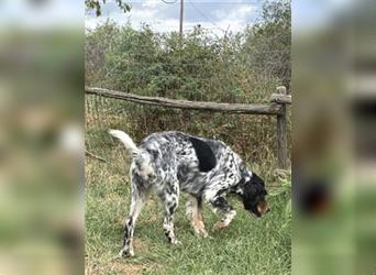 Lola - freundliche, menschenbezogene Setter-Mix-Hündin