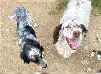 Lola - freundliche, menschenbezogene Setter-Mix-Hündin