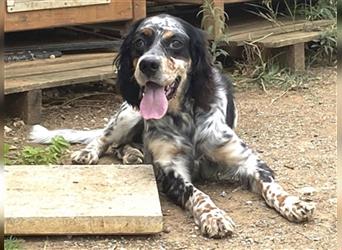 Lola - freundliche, menschenbezogene Setter-Mix-Hündin