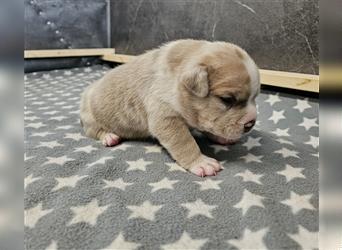 American Bully Welpen merle