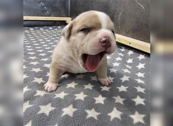 American Bully Welpen merle