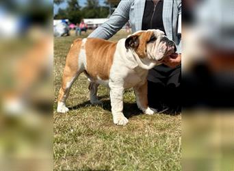 Englische Bulldoggenwelpen verfügbar in der Hauszucht "Von Teodor" FCI!