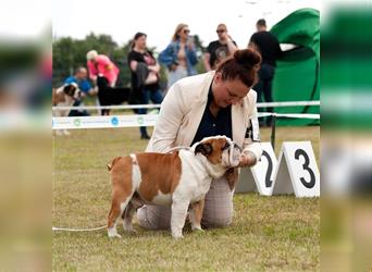 Englische Bulldoggenwelpen verfügbar in der Hauszucht "Von Teodor" FCI!