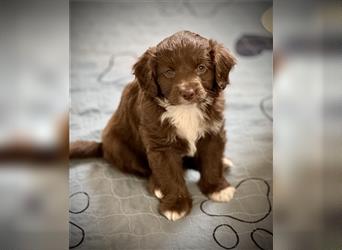 Aussiedoodle Welpen, Australian Shepherd x Kleinpudel