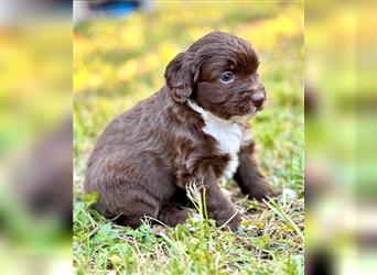 Aussiedoodle Welpen, Australian Shepherd x Kleinpudel