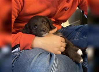 Aussiedoodle Welpen, Australian Shepherd x Kleinpudel