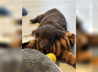 Aussiedoodle Welpen, Australian Shepherd x Kleinpudel