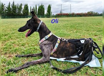 Oli 11/2023 (ESP Pflegestelle) - aufgeschlossener, süßer Handicap-Galgo Welpe sucht Zuhause!