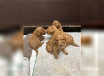 Labradoodle Welpen F1 in foxred/apricot