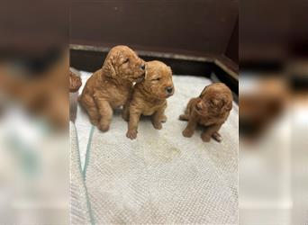 Labradoodle Welpen F1 in foxred/apricot