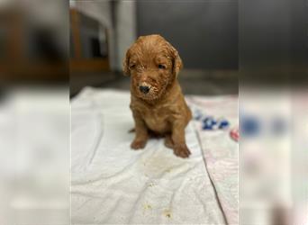 Labradoodle Welpen F1 in foxred/apricot