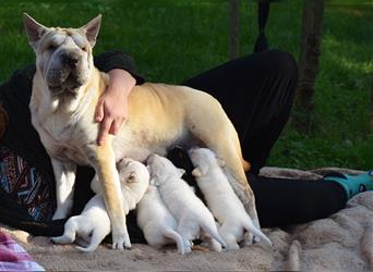 wunderschöne Shar Pei x Labrador Mix Welpen suchen Traumzuhause