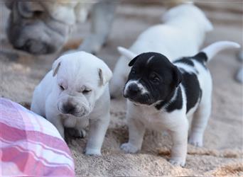 wunderschöne Shar Pei x Labrador Mix Welpen suchen Traumzuhause