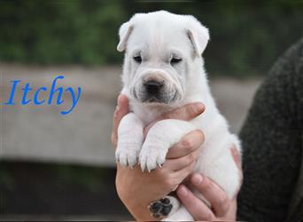 wunderschöne Shar Pei x Labrador Mix Welpen suchen Traumzuhause