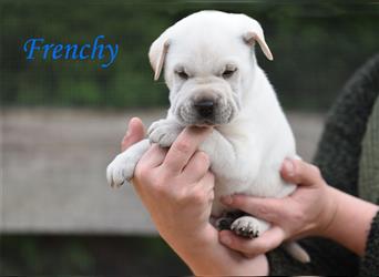 wunderschöne Shar Pei x Labrador Mix Welpen suchen Traumzuhause