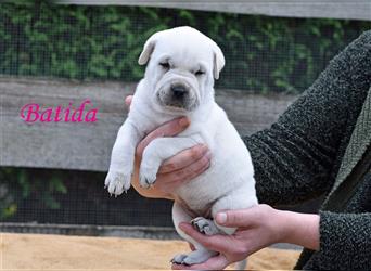 wunderschöne Shar Pei x Labrador Mix Welpen suchen Traumzuhause