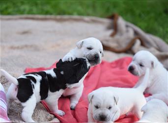 wunderschöne Shar Pei x Labrador Mix Welpen suchen Traumzuhause