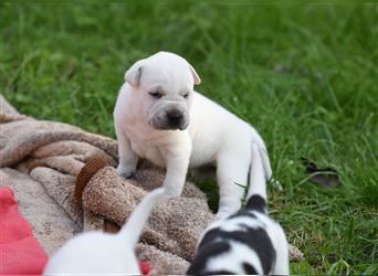 wunderschöne Shar Pei x Labrador Mix Welpen suchen Traumzuhause