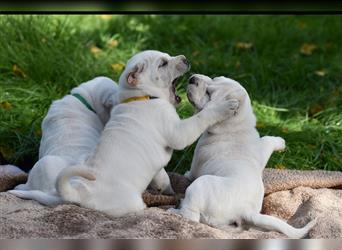 Shar-Pei x Labrador Mix Welpe Itchy stellt sich vor......