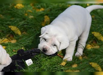 Shar-Pei x Labrador Mix Welpe Itchy stellt sich vor......