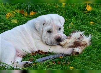 Shar-Pei x Labrador Mix Welpe Itchy stellt sich vor......