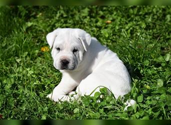 Shar-Pei x Labrador Mix Welpe Itchy stellt sich vor......