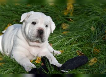 Shar-Pei x Labrador Mix Welpe Itchy stellt sich vor......