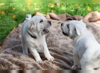 Shar-Pei x Labrador Mix Welpe Itchy stellt sich vor......