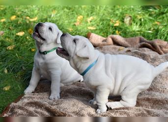 Shar-Pei x Labrador Mix Welpe Itchy stellt sich vor......