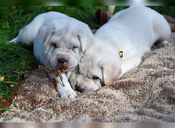 Shar-Pei x Labrador Mix Welpe Itchy stellt sich vor......