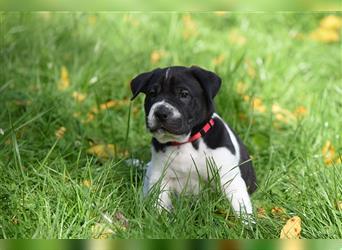 Shar-Pei x Labrador Mix Welpe Panco stellt sich vor......