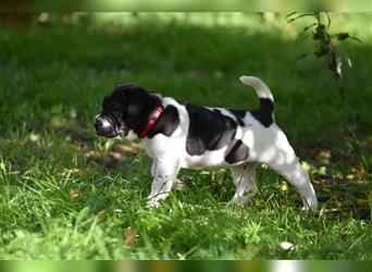 Shar-Pei x Labrador Mix Welpe Panco stellt sich vor......