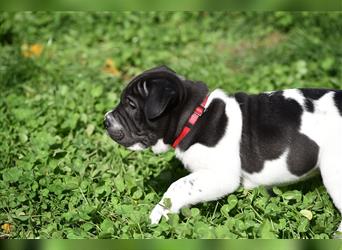 Shar-Pei x Labrador Mix Welpe Panco stellt sich vor......