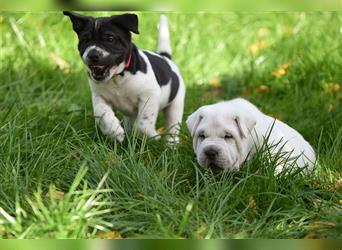 Shar-Pei x Labrador Mix Welpe Panco stellt sich vor......