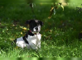 Shar-Pei x Labrador Mix Welpe Panco stellt sich vor......