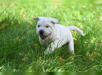 Shar-Pei x Labrador Mix Welpe Knut stellt sich vor......