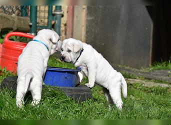 Shar-Pei x Labrador Mix Welpe Knut stellt sich vor......