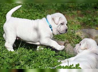 Shar-Pei x Labrador Mix Welpe Knut stellt sich vor......